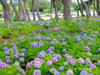 🇰🇷韓國｜釜山➰夏季釜山海邊賞五顏六色繡球花《海雲台 松林店》