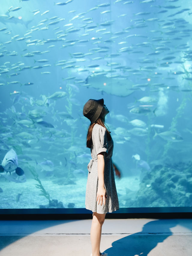 🇰🇷 韓國濟州島最知名的旅遊景點之一！🐠 Aqua Planet水族館