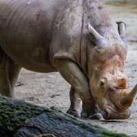 馬來西亞國家動物園：綠蔭樂園，無窮體驗和樂趣