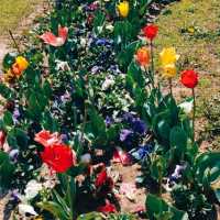 MESMERISING VIEW OF 73 VARIETIES OF TULIPS.