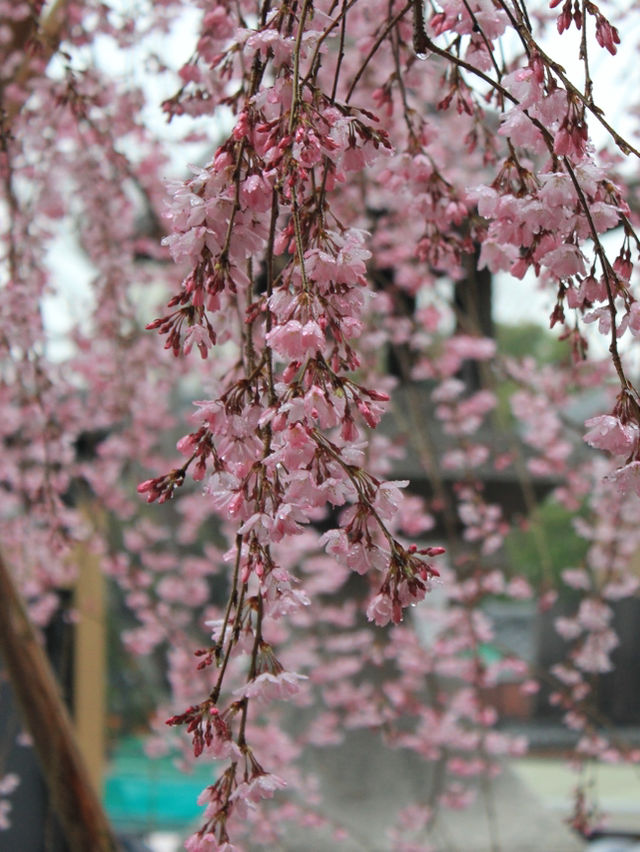 A Rainy Spring Stroll Through Fushimi Inari Taisha