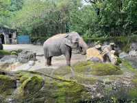  台北市立動物園：台灣最大且最具教育意義的生態樂園