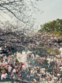 櫻花在微風下的低語-柳川乘船記