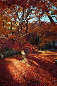 Kyoto To-ji Temple 