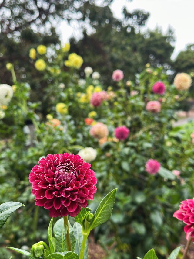 Admiring Colourful Flowers at Botanic Garden