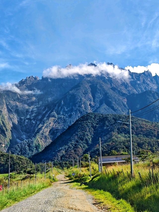 Best dairy farm to visit in Kundasang, Sabah! 🐄