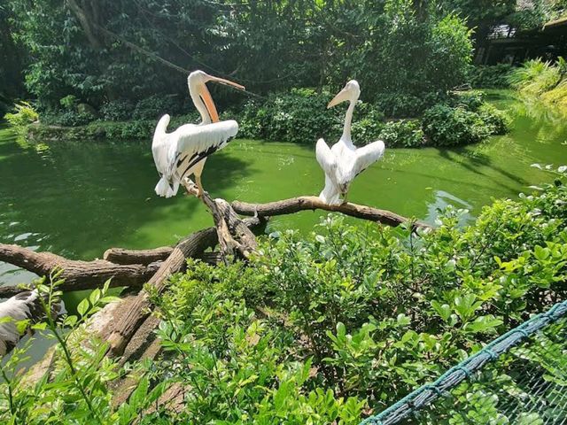 🐾 Explore the Wild Wonders of Singapore Zoo! 🌿