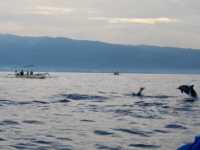 Chasing Dolphins at Lovina Beach: A Sunrise Adventure