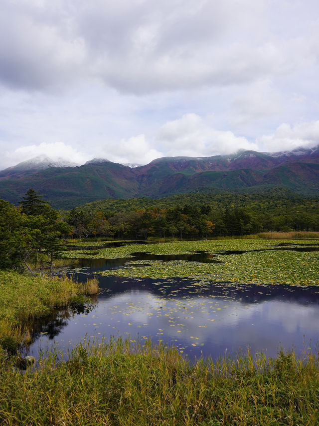 北海道｜野生動物と植物の宝庫⋆꙳世界自然遺産 知床半島