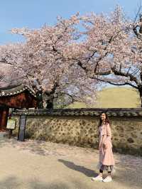 Blooming History: Cherry Blossoms at Daereungwon Tomb Complex