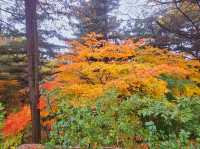 A nice trail of autumn foliage at Namsan Park trail