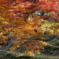 京都紅葉絕美之旅：尋訪秋日天花板景點