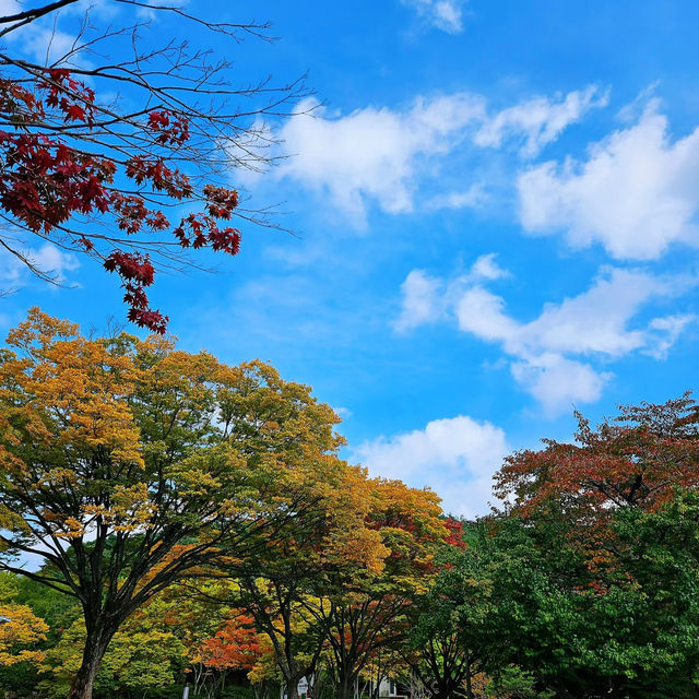 鷹峯山🐨秋色山野的自然🍂🏞️