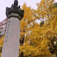 Golden Tranquility: Discover the Magic of Wenshu Yuan Monastery in Chengdu