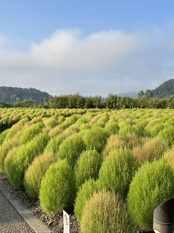 【知命的賞花地點，四季花卉與富士山形成一個絕美景色！】