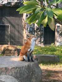 廣州動物園的小動物們你們都看了嗎