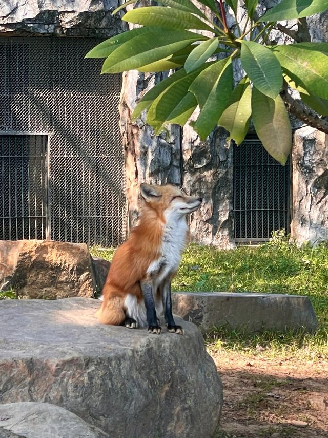 廣州動物園的小動物們你們都看了嗎