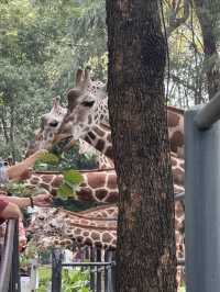 多次遊覽廣州動物園，為您總結的詳盡攻略來啦