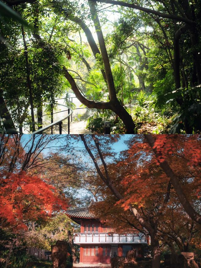 在魯迅公園看楓葉，花得最值的一筆錢.....