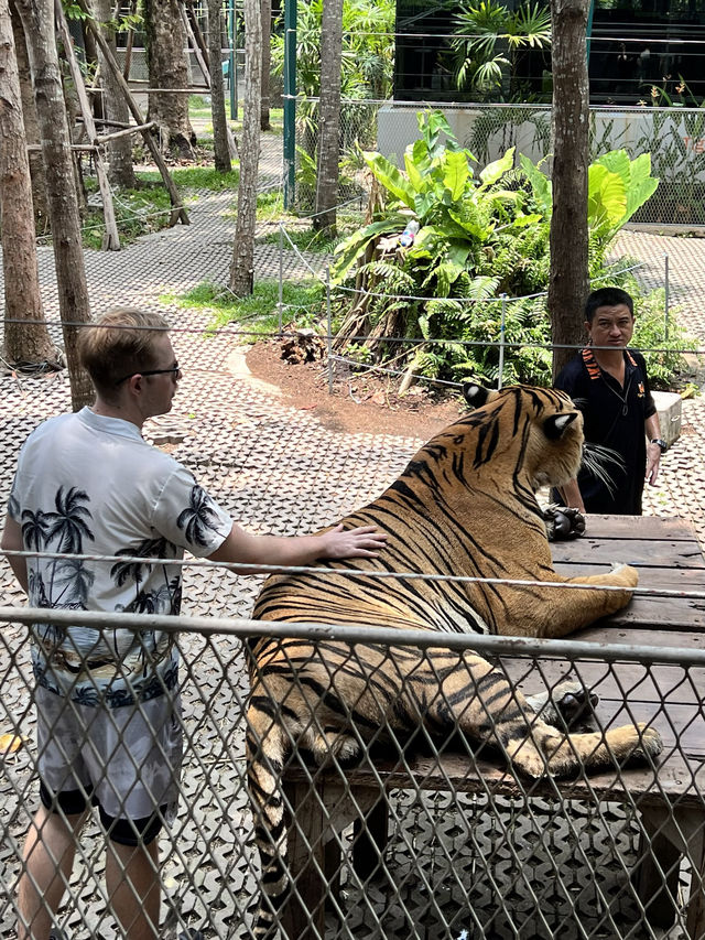 泰國必來景點 老虎園 Pattaya tigerpark  