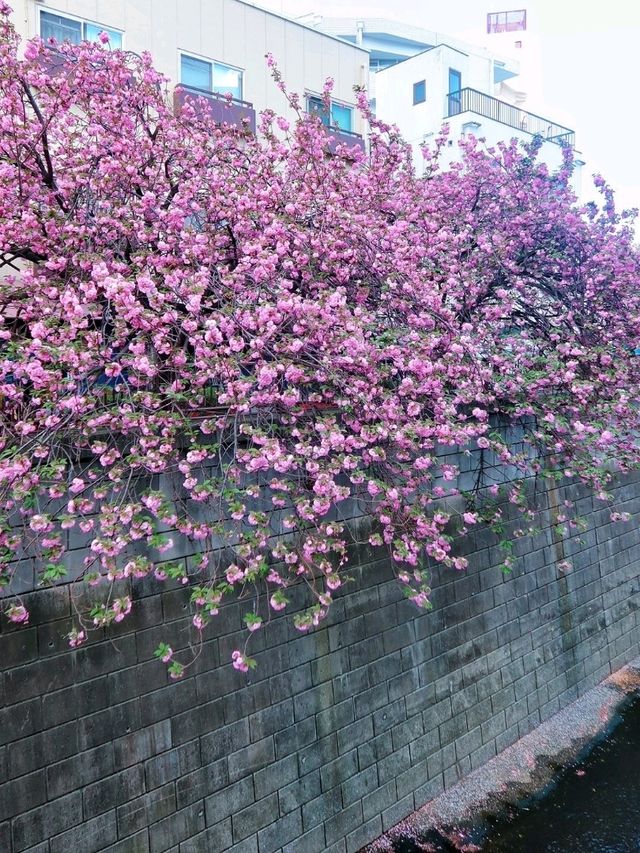 春天時份的東京中目黑川