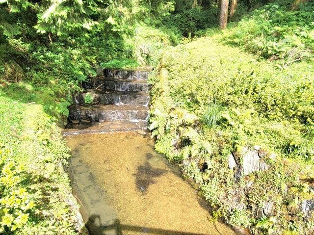 嘉義｜阿里山國家森林遊樂區