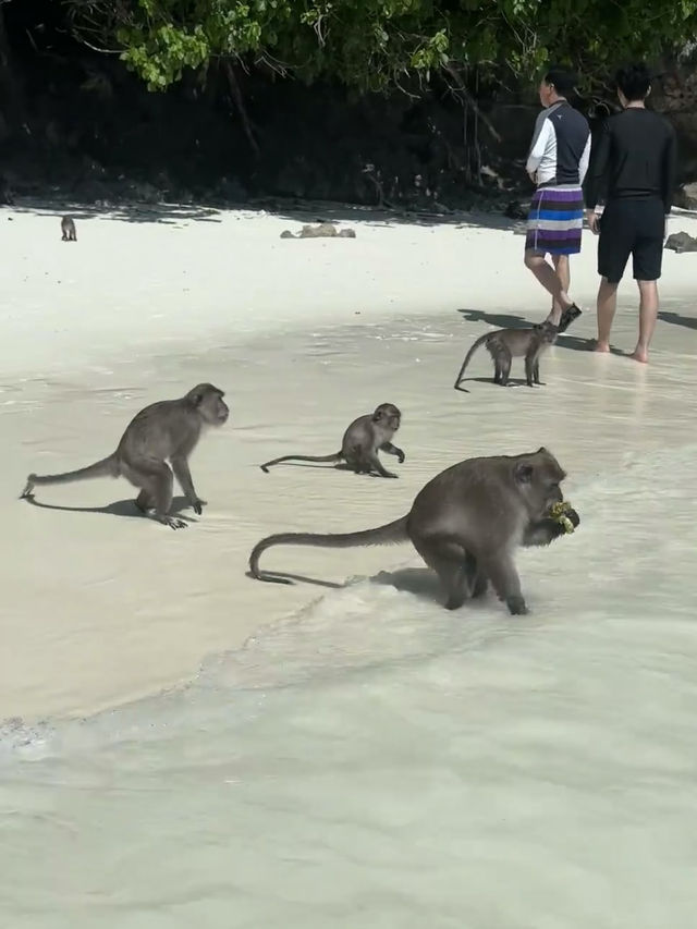 Island Hopping Day: The iconic movie scene Phi Phi Island 