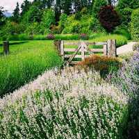 Soothing Bliss: Wanaka Lavender Farm, a Must-Visit Haven