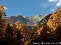 Best Autumn Viewing Experience 3/3 [Beyond Chonggu Grassland, Yading Nature Reserve]