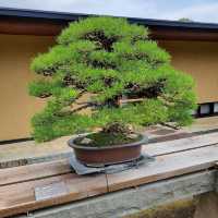 Omiya Bonsai Art Museum, Saitama 🗺️