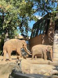 My kids love the Berlin zoo 🐘🦒🐅