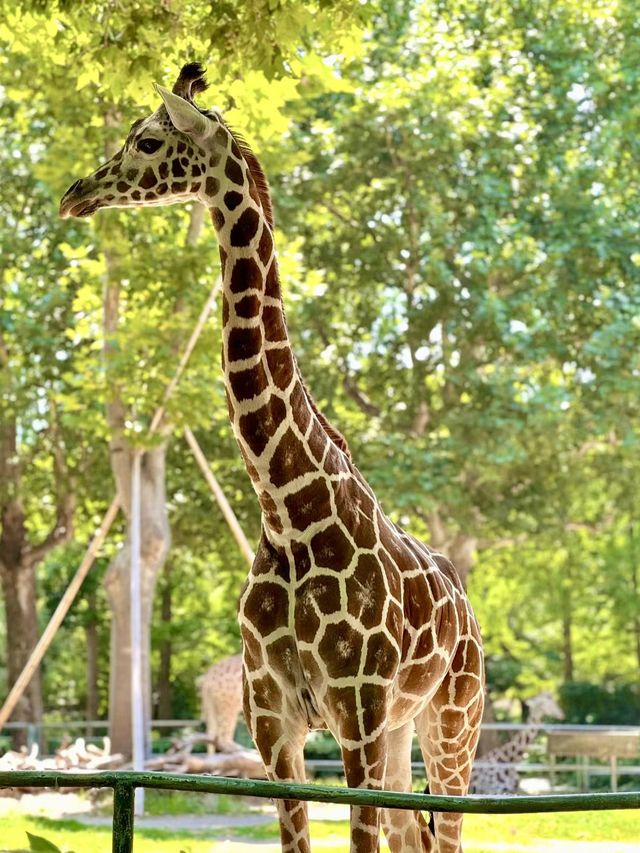 漫步自然——上海動物園的悠然探訪