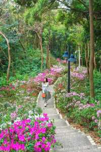 別錯過廣州的春天一路生花小道已花開滿路