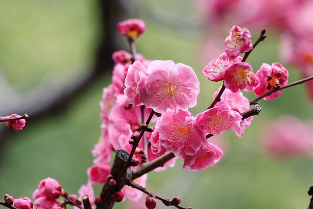 【上海梅花節