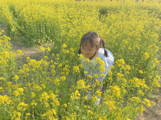 這油菜花也太美了吧！