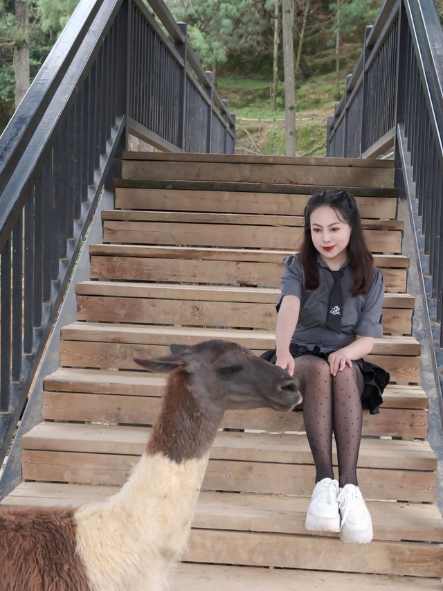 在雲南野生動物園拍到人生照片，真的不是非洲