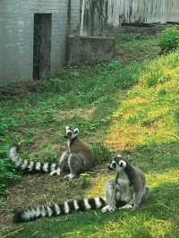 廣州動物園 | 無3小時走不出來。