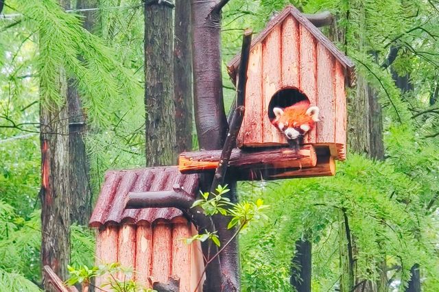 看看動物可愛樣，找找童年的記憶~~上海動物園。