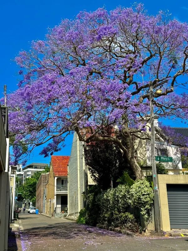 Chasing Jacarandas in Sydney