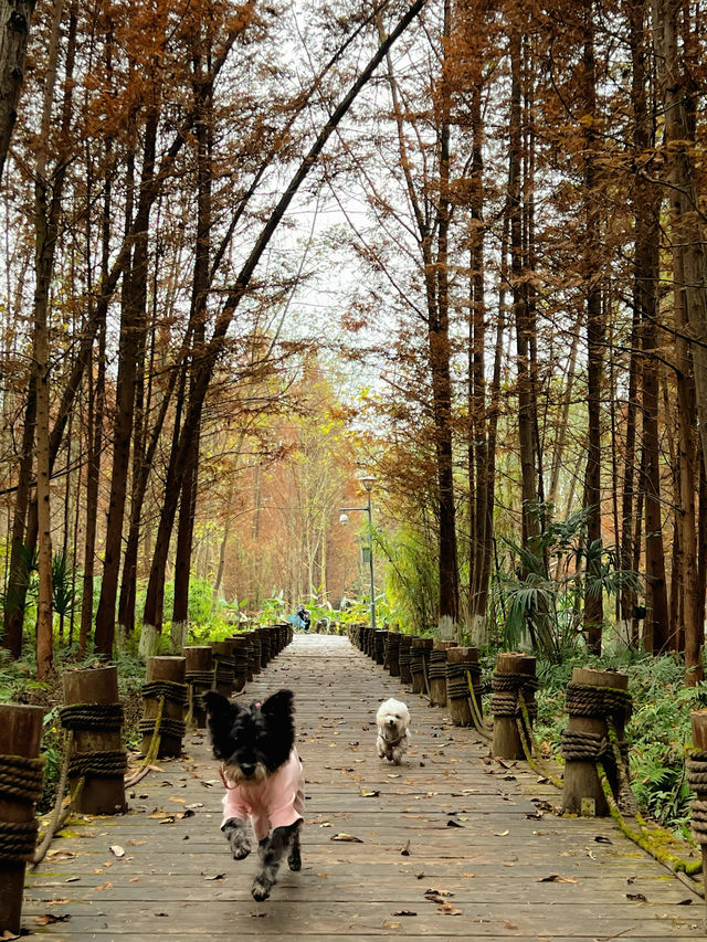 成都水杉紅了，很多人不知道這個寶藏公園