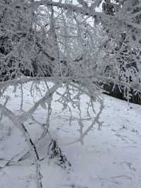 仙女山·在雪舞的世界，感受仙女山的純白童話