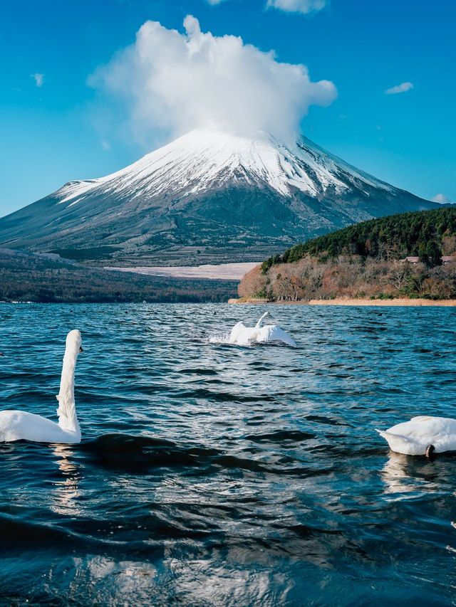 5日深度遊 揭秘日本的獨特魅力