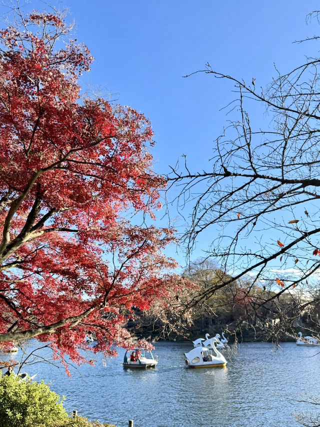 井之頭公園的自然之旅：東京的綠意秘境