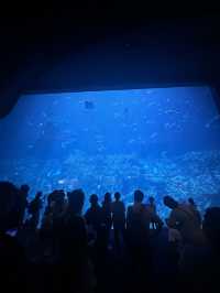 Hong Kong Ocean Park Travel Guide