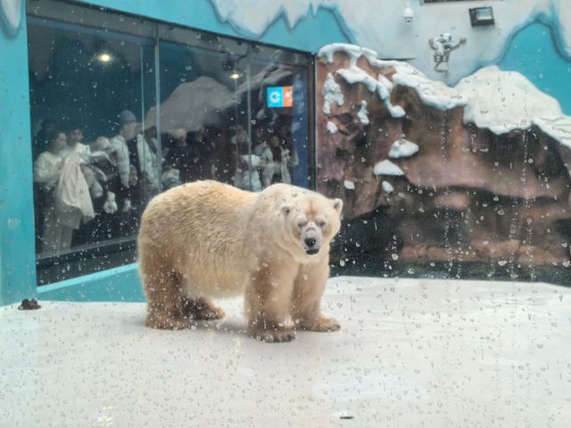 哈爾濱極地公園｜探秘冰雪世界，感受極地魅力