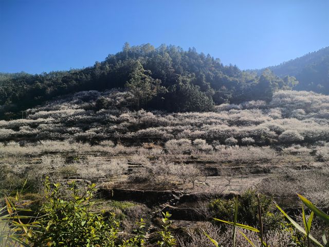 雲浮江門賞花2天遊