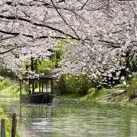 🇯🇵Stunning Place for Sakura in Kyoto🌸