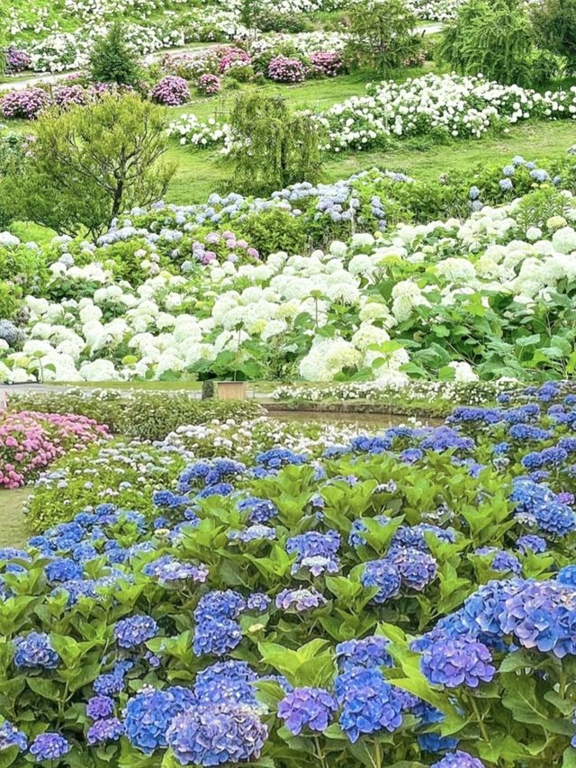 【三重】東海地区最大！！見渡す限り広がるカラフルなあじさい園が絶景すぎる🩷💜