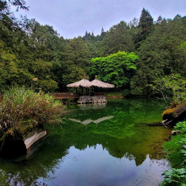 【嘉義】阿里山壯麗日出，神木群步道，親子遊8月好去處2024