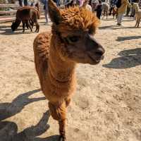 Alpaca World